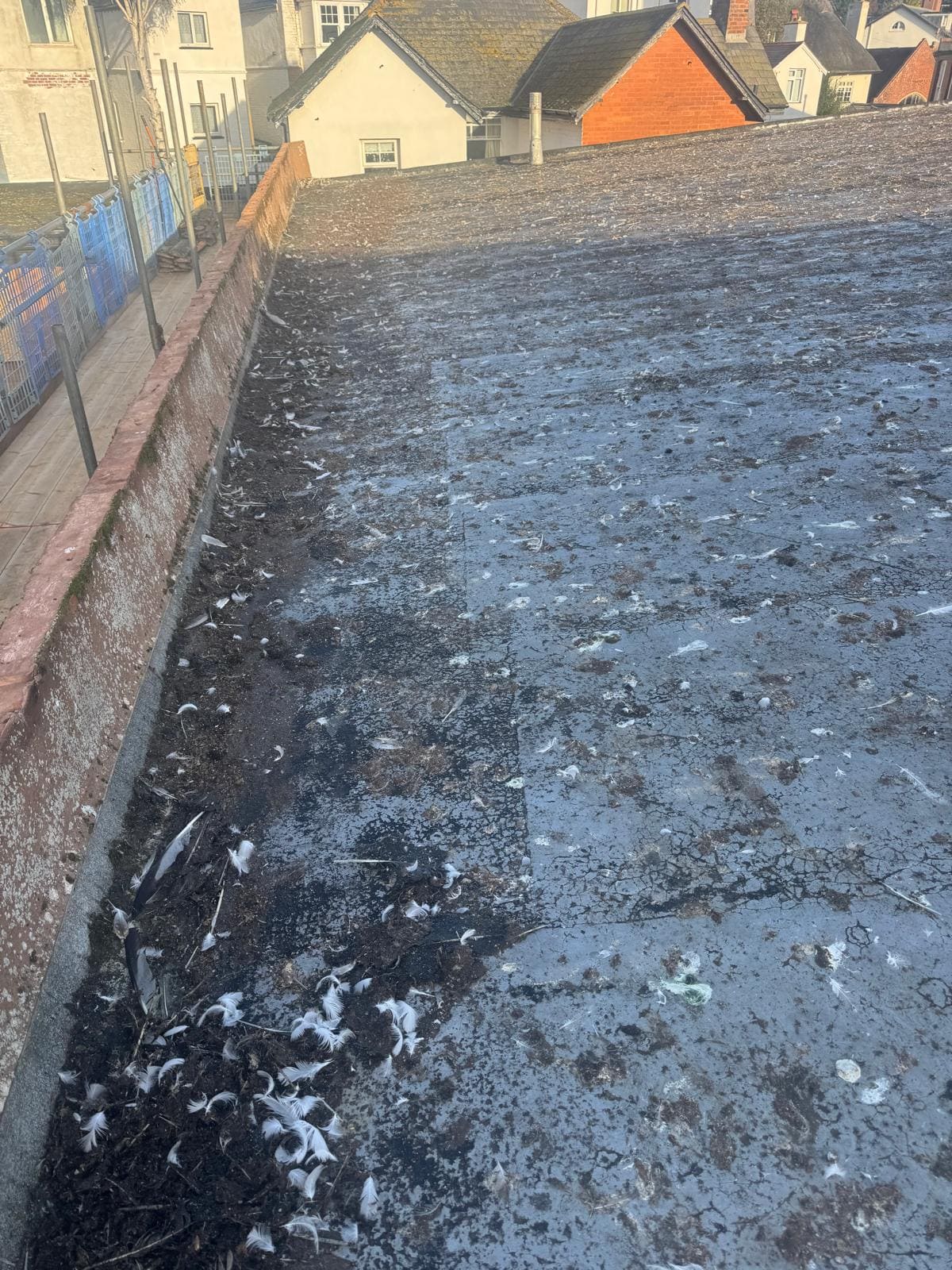 Professional bird mess removal service in Plymouth, Devon