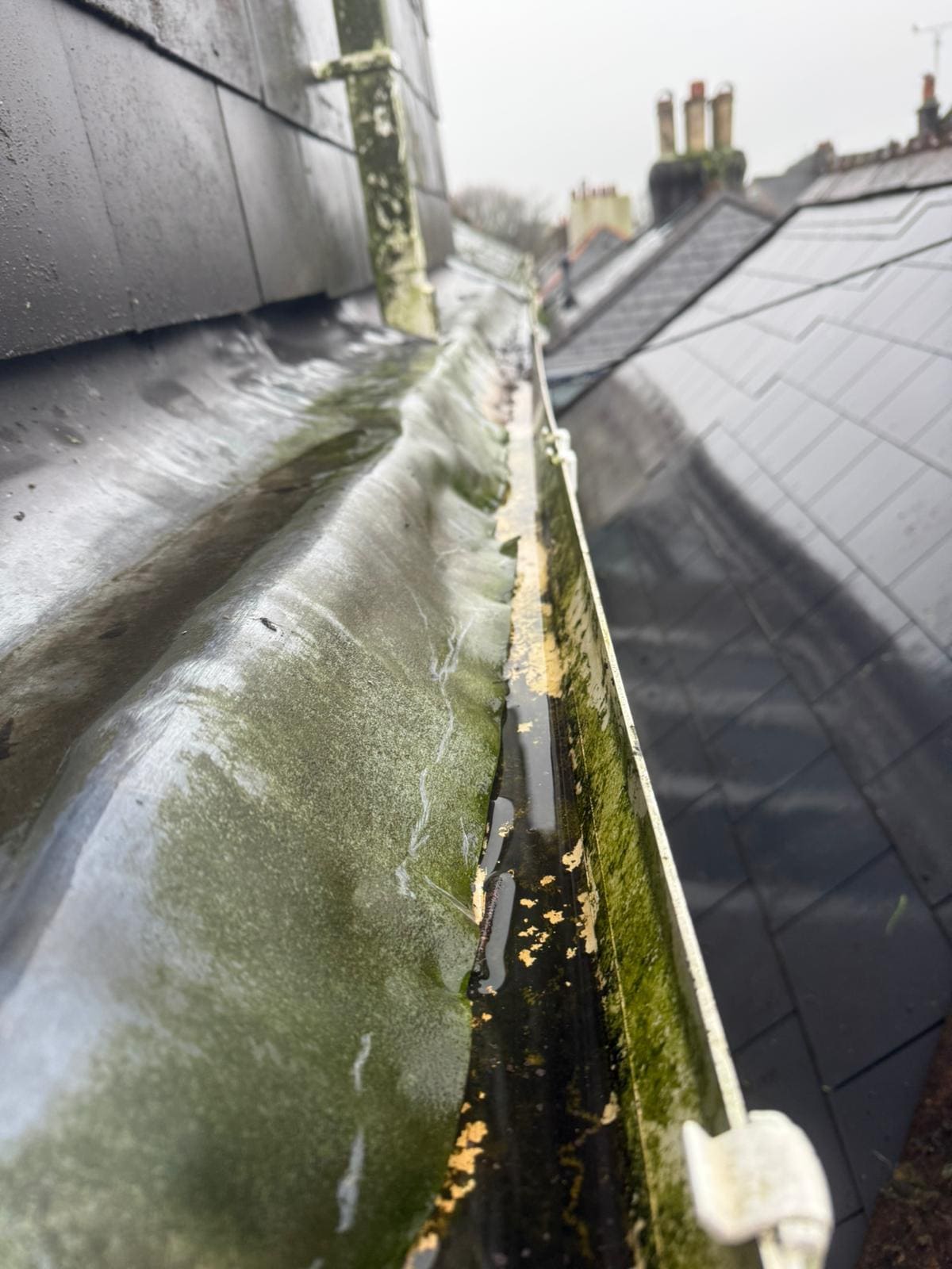 Gutter with moss and algae growth requiring removal