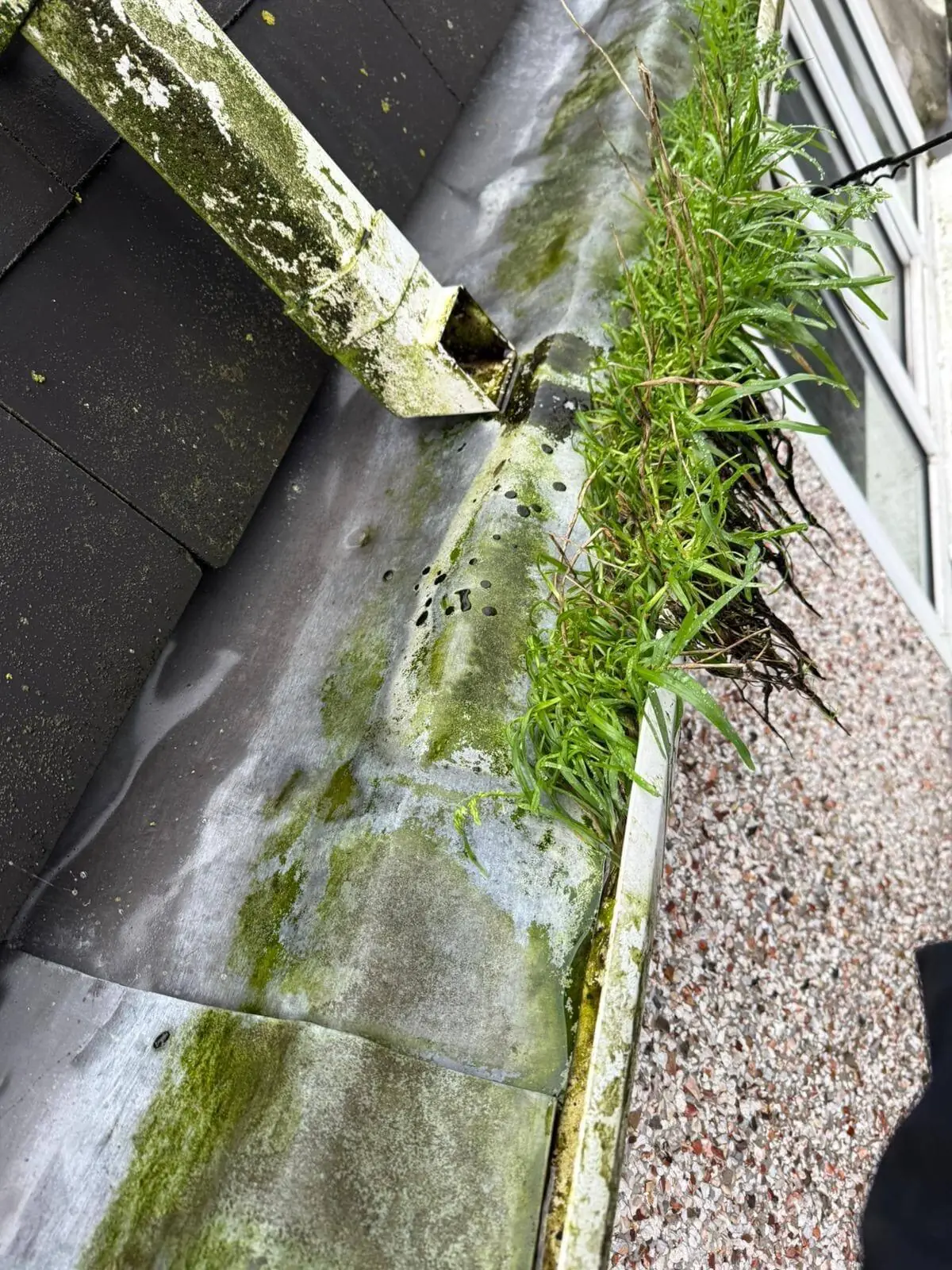 Professional gutter cleaning services in Plymouth and Devon by Scrub & Shine Southwest
