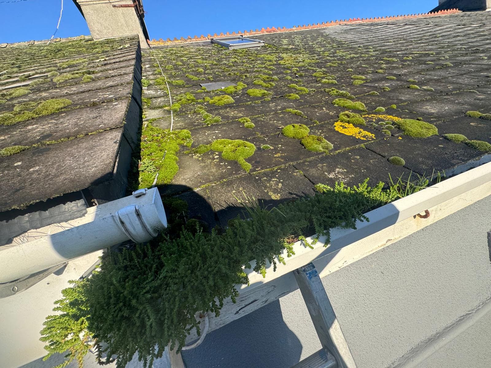 Roof gutter area with heavy moss growth before cleaning